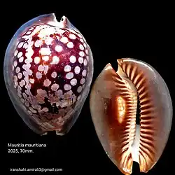 Mauritia mauritiana (Caenogastropoda)