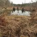 Beaver dam and pond with boardwalk on McLane Creek Nature Trail, March 2019