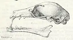 Drawing of bat skull