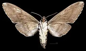 Female M. a. scribae , ventral view