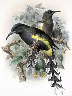 Oʻahu ʻōʻō