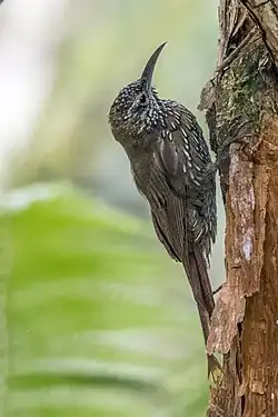L. l. sneiderni, Colombia