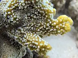 Polyps of Montipora hispida