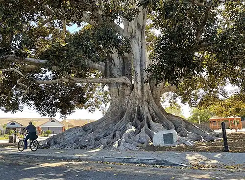 Large tree in Glendora, California