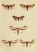 Plate showing the differences between P. gnoma and P. tremula