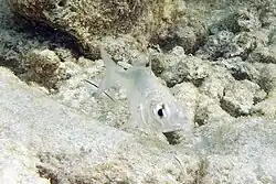 silver-white Mottled mojarra fish blends in with it's surroundings