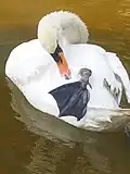Mute swan preening