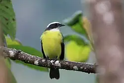 Myiozetetes similis in Sarapiquí, Costa Rica