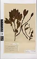 Herbarium specimen