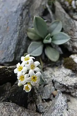 Flowering plant
