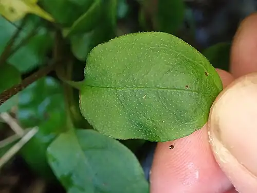 Upper leaf surface, showing straight, appressed hairs