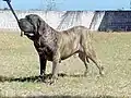 Modern Fila Brasileiro