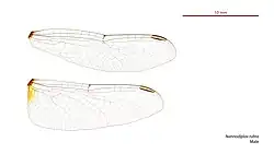Photo of male wings