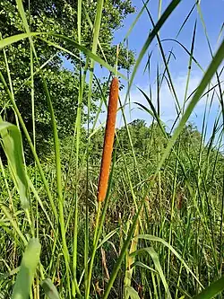 Narrowleaf cattail in the shoreline zone
