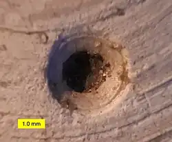 Naticid boring in Stewartia from the Calvert Formation, Zone 10, Calvert County, Maryland (Miocene)