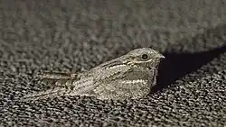 European nightjar, Tingstäde, Gotland