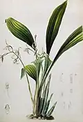 Cymbidium lancifolium by A. J. Wendel