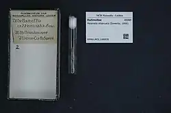 Melanella attenuata (Sowerby, 1866)