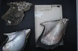 Museum specimens