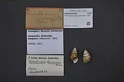 Achatinella decipiens