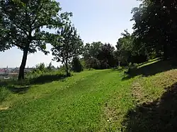 Nature on Gellért Hill