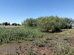 Near the eye of Rhinosterrivier at Rhino Heritage Park , Petrus Steyn.