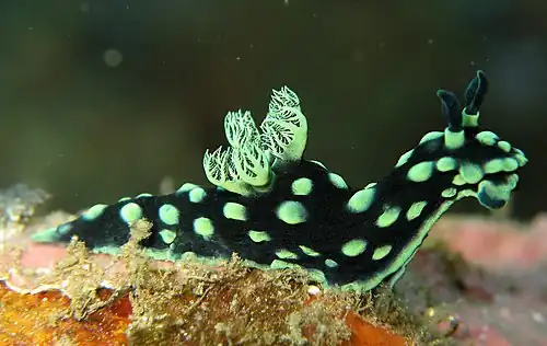 Image 17 Nembrotha cristata Photograph: Steve Childs Nembrotha cristata is a colourful species of sea slug. This nudibranch, a marine gastropod in the family Polyceridae, lives on rocks or coral reefs in the tropical Indo-West Pacific Ocean. This species of sea slug is black with green markings. Adults reach lengths of around 50&nbsp;mm. More selected pictures