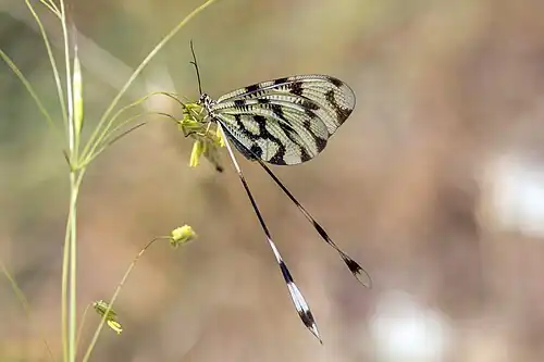 Nemoptera sinuata Nazilli.jpg