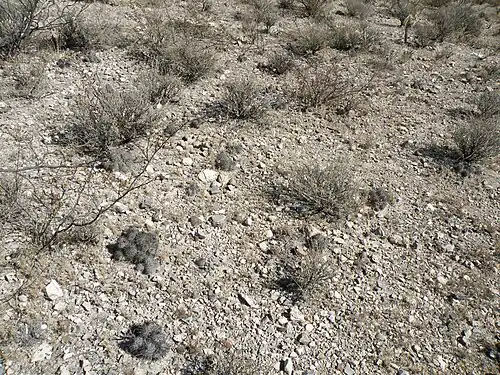 Habitat in Northwest Vanegas, San Luis Potosi
