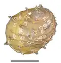 Abapertural view of a shell of Neritina juttingae. Scale bar is 10&nbsp;mm. There are remains of egg capsules of a neritid on the shell.