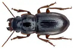 Nesarpalus fortunatus