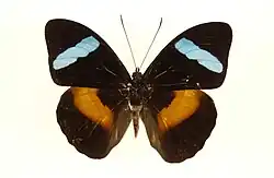 Nessaea obrinus male - upperside