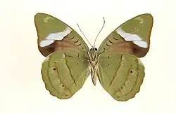 Nessaea obrinus - underside