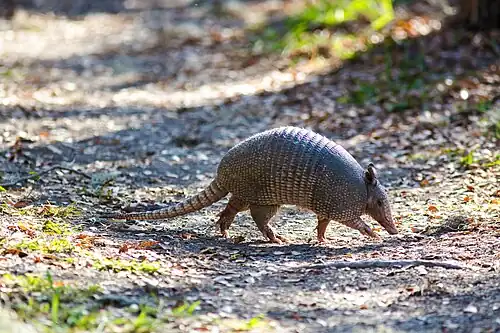 Nine-banded armadillo (Dasypus novemcinctus), Santa Ana NWR