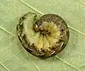 Caterpillar in defensive posture