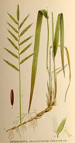 4 parts of the tor grass. (1) a slanted brownish stem with roots that branch off at intervals, and which turns upwards and splits into two further greenish stems. The left, breaking into a more brownish stem near the bottom, continues to the top, where its grass blade folds back down. The other stem is similar, but its grass blade begins further down. (2) A narrow vertical green stem, from which alternating grass heads split out. The top-most grass head is verital. (3) a partially coloured flower, with a creamy stamen emerging from the centre, that is narrow but splits in two at either end. (4) a long and narrow dark brown pod displayed vertically.
