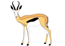 Typical springbok