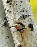 A northern flicker in a tree