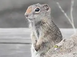 Gray squirrel