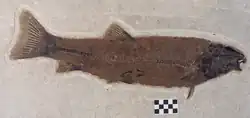 Notogoneus osculus, a 53-centimetre-long (21&nbsp;in) bottom-dwelling fish from Fossil Lake.