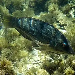 Transitioning between initial and terminal phase