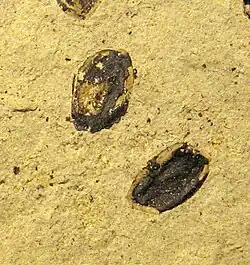 Nuphar seeds, Nymphaeaceae, Ypresian