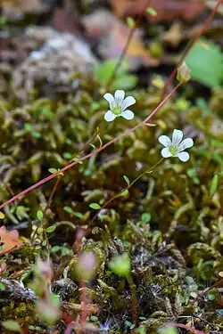 Five-petaled white flowers atop delicate red stems with tiny leaves