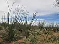 Ocotillo in the SRER.