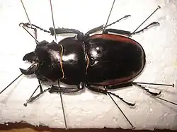 Odontolabis cuvera sinensis. A 65&nbsp;mm long male.