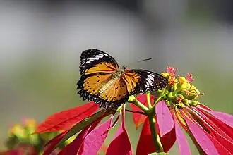 A male leopard lacewing butterfly, which was orange wings with a black outline, landing on top of a poinsettia stalk. Red leaves tilt downwards in a circle around the top, which has yellow flower buds on it