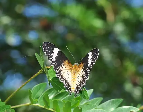 Dorsal view (female)