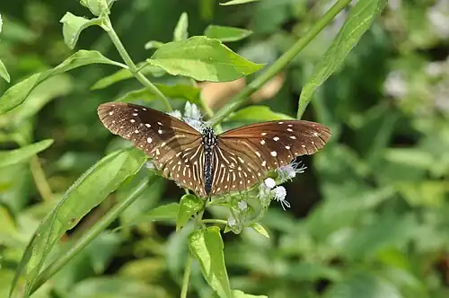 Dorsal view (female)
