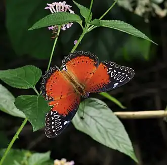 Dorsal view (male)