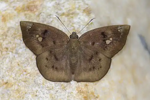 Dorsal view